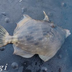 カワハギ入れ食い!午前中だけで43匹。