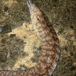 和歌山 御坊の堤防でウツボ釣り