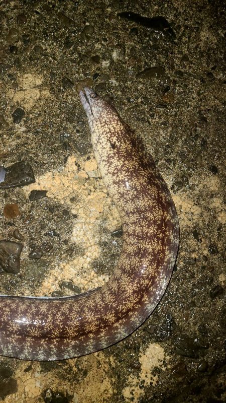 和歌山 御坊の堤防でウツボ釣り