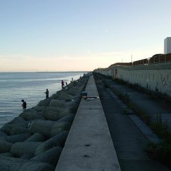 やっと青物釣れ始めました