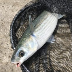 カゴ釣りでグレGET