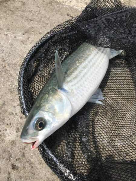 カゴ釣りでグレGET