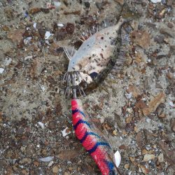 エギング&ハギング