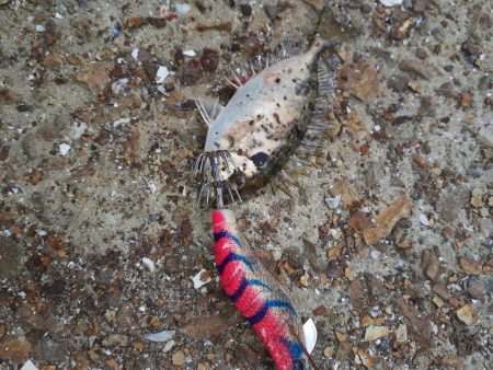 エギング&ハギング