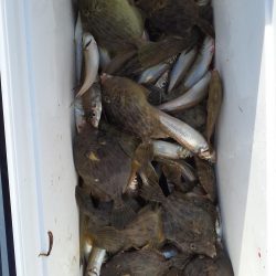 カワハギリベンジ