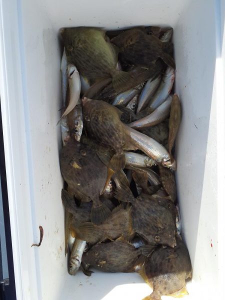 カワハギリベンジ