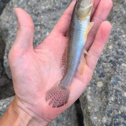 まったりハゼ釣り