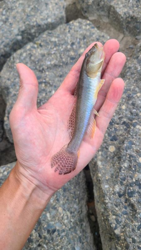 まったりハゼ釣り