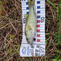 野池で小バス釣り