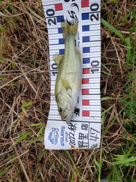 野池で小バス釣り