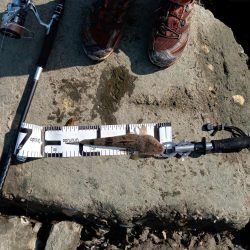 9月ようやく1匹目