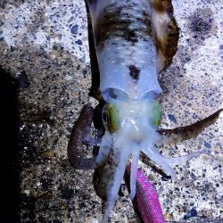 楽しめた日曜日