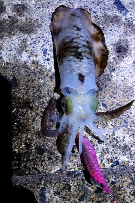 楽しめた日曜日