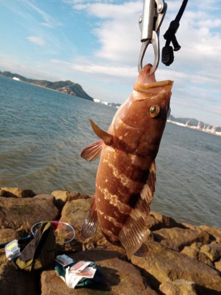 青物調査のはずが…思わぬ出会い