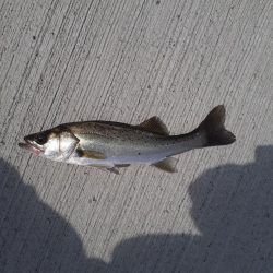 尺アジリベンジ