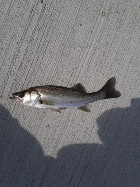 尺アジリベンジ