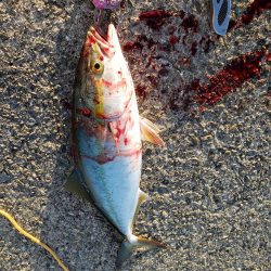 ツバス シオゲットです