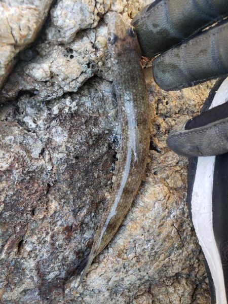 久々にメジった