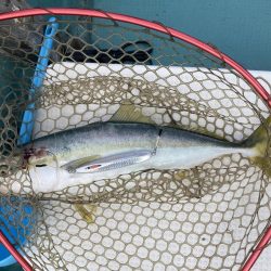 蒲生田周辺でシオ