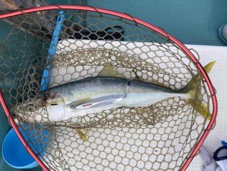 蒲生田周辺でシオ