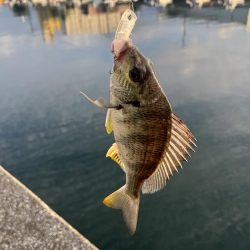 トップアジング