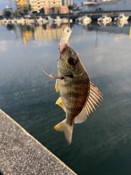 トップアジング