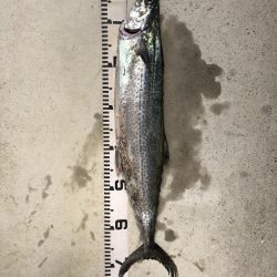 青物祭りやぁ‼︎