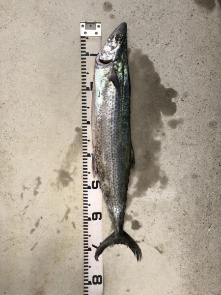 青物祭りやぁ‼︎