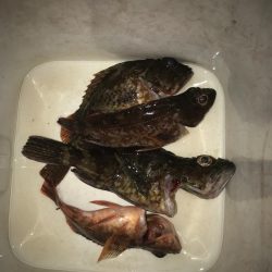 ライトワインドでガシラGET