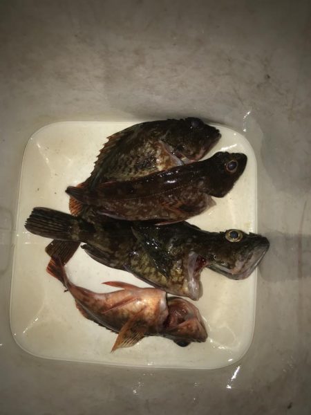 ライトワインドでガシラGET