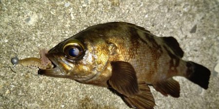 アジがいなくライトゲームは苦戦