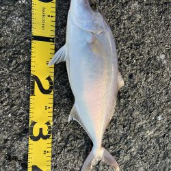 ベイトショアジギ