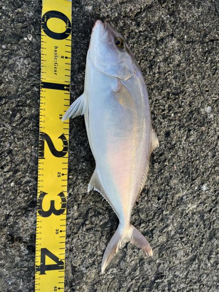 ベイトショアジギ