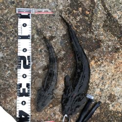 アオリイカが釣れないので魚を狙いました。