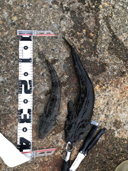 アオリイカが釣れないので魚を狙いました。