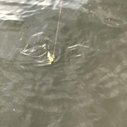 まさかのシーラ