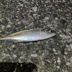 サバゲー時々豆アジング