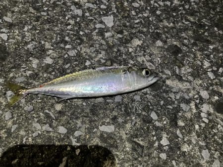 サバゲー時々豆アジング