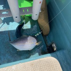 蒲生田周辺でシオ