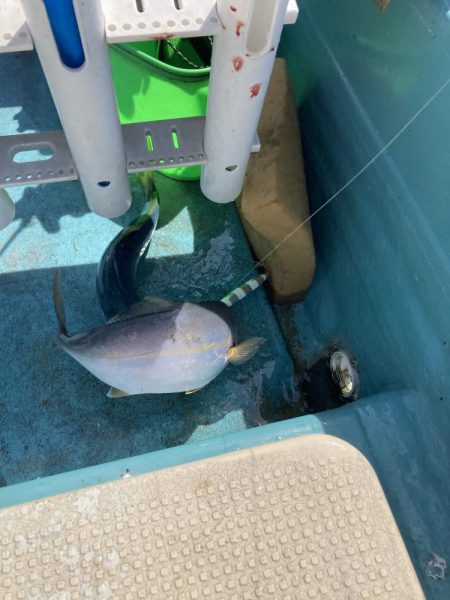 蒲生田周辺でシオ