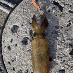 新子サイズしかおらんっ笑笑