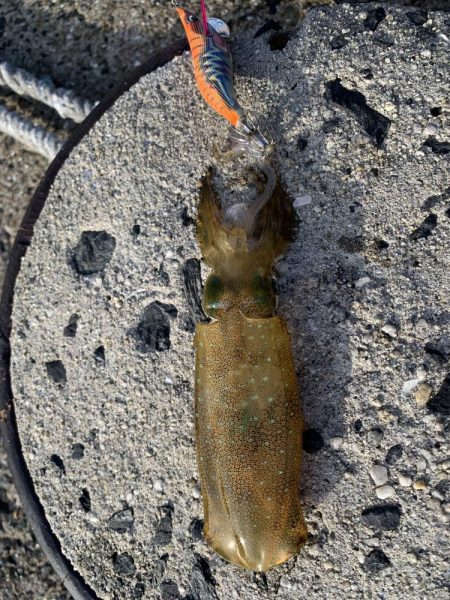 新子サイズしかおらんっ笑笑