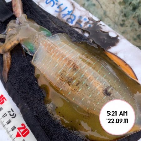 エギング朝まづめ