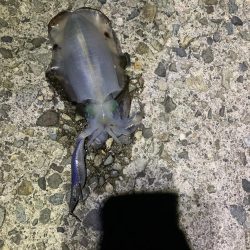 ナイトエギング