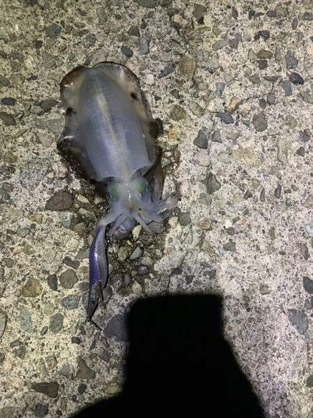 ナイトエギング