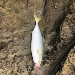 ライトショアジギング