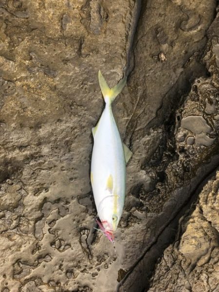 ライトショアジギング