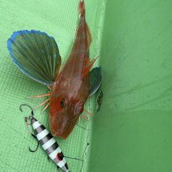 福島ヒラメジギング