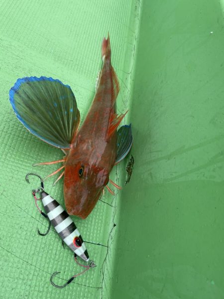 福島ヒラメジギング