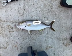 ライトショアジギング